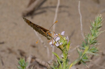 Close up of butterfly Melitaea didyma on flower