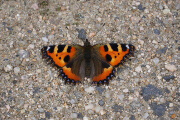 Beautiful butterfly aglais urticae with colorful wings