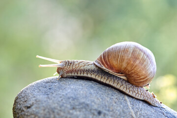  snail crawling on the stone