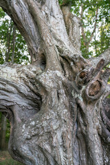 Details of an old dead tree of the enchanted fairy forest on Ruegen island