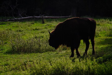 buffalo in the meadow, silhouette - 386463323