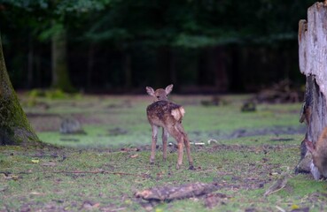 young deer in the woods - 386463384
