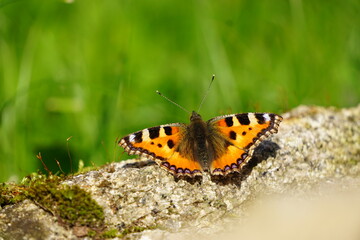 Beautiful butterfly aglais urticae with colorful wings