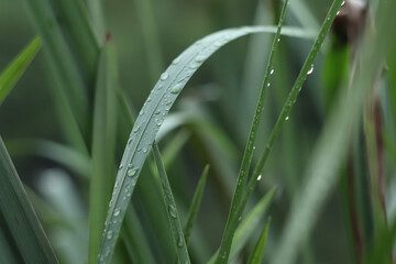 Raindrops on green saturated leaves after a rainy day. Rainy day on the river bank. Nature after the rain.