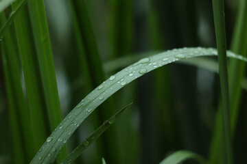 Raindrops on green saturated leaves after a rainy day. Rainy day on the river bank. Nature after the rain.