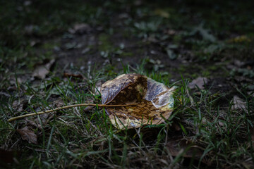 Brightly colored leaf with water on a meadow.