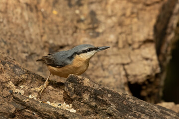 Hungry Nuthatch, Sitta europaea, perched on tree trunk looking towards right in Suffolk, UK