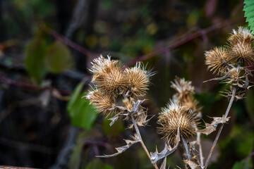 bright and beautiful geometry brown thorns on the bush