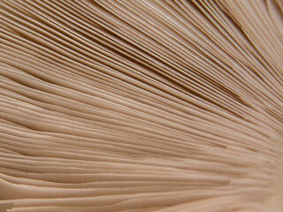 Closeup light brown background.. Mushroom cap from inside, like light diagonally stripes.