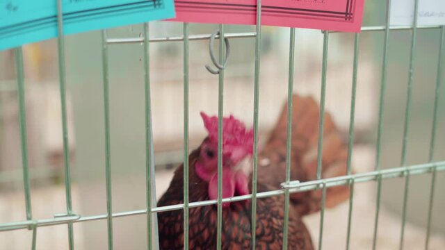 Sebright Chicken Inside The Cage During An Agricultural Show In Cornwall, England, United Kingdom. - close up shot