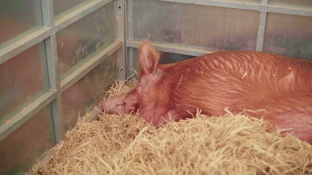 Duroc Pig Sleeping On The Hays Inside The Pigsty During An Agricultural Show In Cornwall, England, United Kingdom. - medium shot