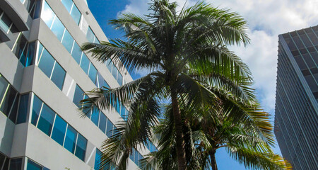 Fototapeta na wymiar Palm trees and modern building. Beautiful view up on a sunny summer day in Miami, Florida, USA.