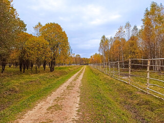 Beautiful autumn landscape. Rural forest road among trees with yellow foliage, wooden hedge against a blue sky with clouds