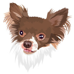 Chihuahua dog vector portrait illustration