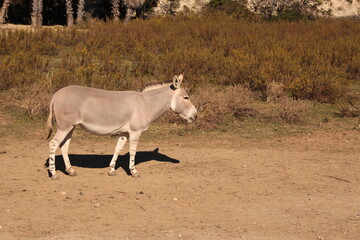 &acirc;ne de somalie au zoo