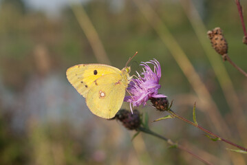 la farfalla prende il nettare dal fiore