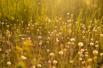 Dry grass and plants