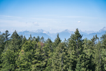 Fototapeta premium Top view of a pine forest