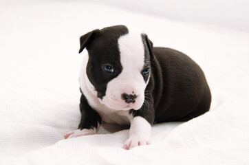 Staffordshire terrier one-month puppy dog. Young puppy dog sitting on white blanket. Puppy dog looking at camera with puppy dog eyes. One month puppy dog.