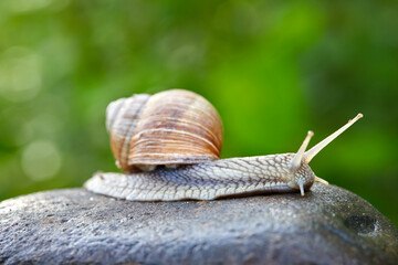  snail crawling on the stone