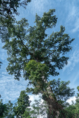 Fototapeta premium trees in the forest
