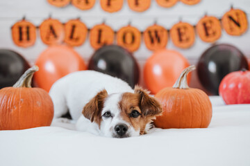 cute jack russell dog at home. Halloween background decoration