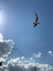seagull in the sky