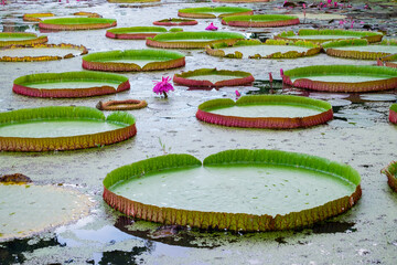Victoria regia (Victoria amazonica) leaves and flower on lake