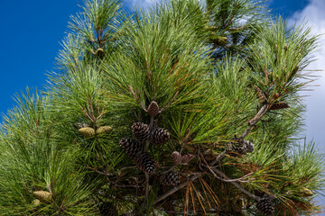 coniferous branch with brown cones against the sky