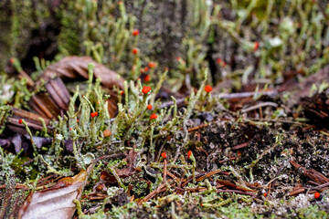 Flechte mit roten Blüten
