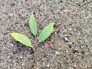 Background with three leaves on the sand.