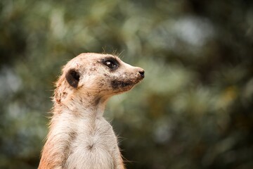 meerkat standing on the ground