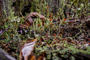 Flechte mit roten Blüten