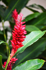 Red cone shaped flower.