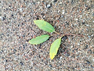 Background with three leaves on the sand.