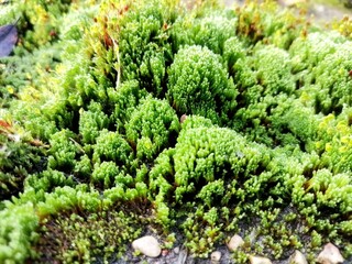Background of bright green moss on the edge of the asphalt.