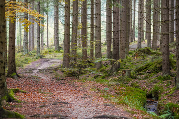 Ein schmaler Weg im Wald an einem Bach romantisch