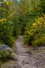 Fototapeta na wymiar Buche Wald mit buntem Herbstlaub und Moos im Fichtelgebirge Bayern