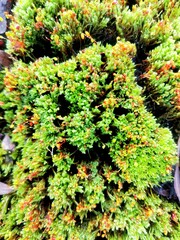 Background of bright green moss on the edge of the asphalt.