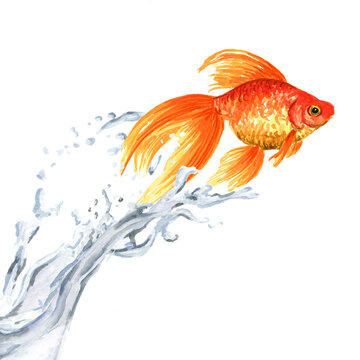 Goldfish. Gold fish jumping out of the water. Watercolor hand drawn illustration isolated on white background