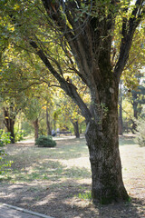 Naklejka premium squirrel in the park in autumn
