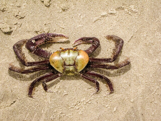 Carangueijo na areia