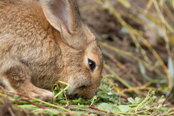 An adult fluffy rabbit eats juicy grass.