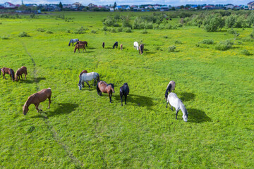 A herd of horses graze in a green meadow along the river