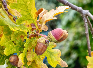 acorns and oak leaves © David N Taylor