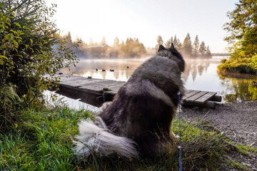 Hund mit Leine See Gassi gehen Wolfsspitz