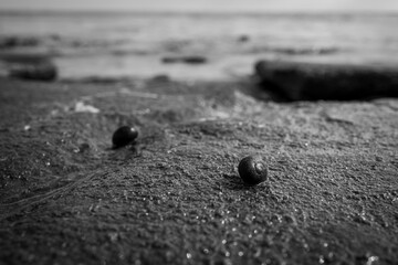 A shell at the beach of Wilhelmshaven