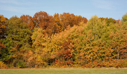 Fototapeta premium Bunter Herbst