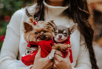 Portrait of two small dogs in Christmas sweaters at the woman's hands.