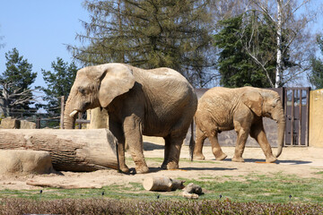 Two elephants walking in the zoo enclosure